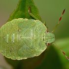 Grüner Käfer, schwarz gepunktet