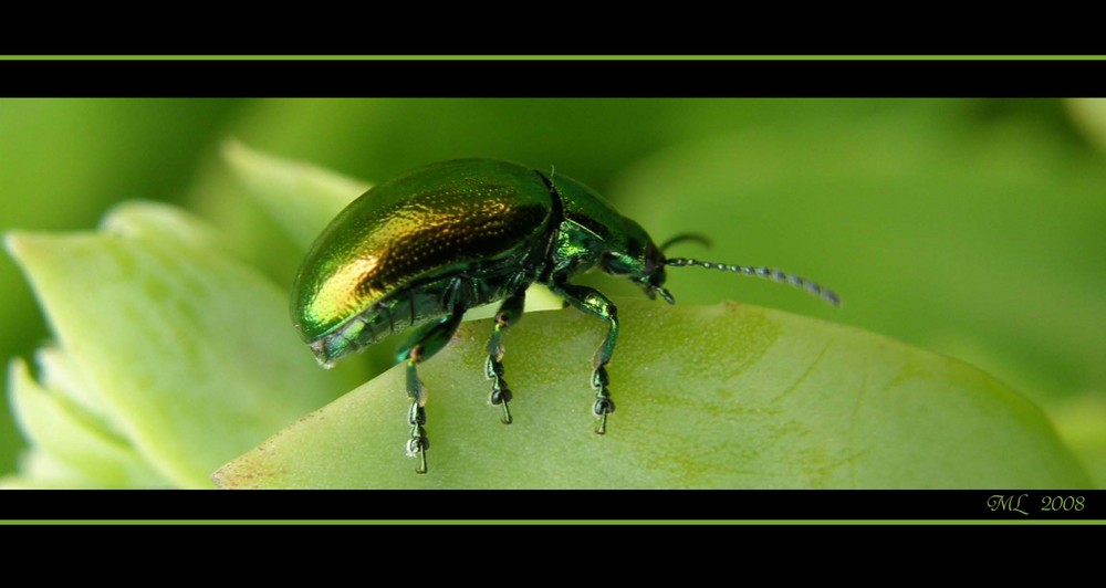 Grüner Käfer-Strip