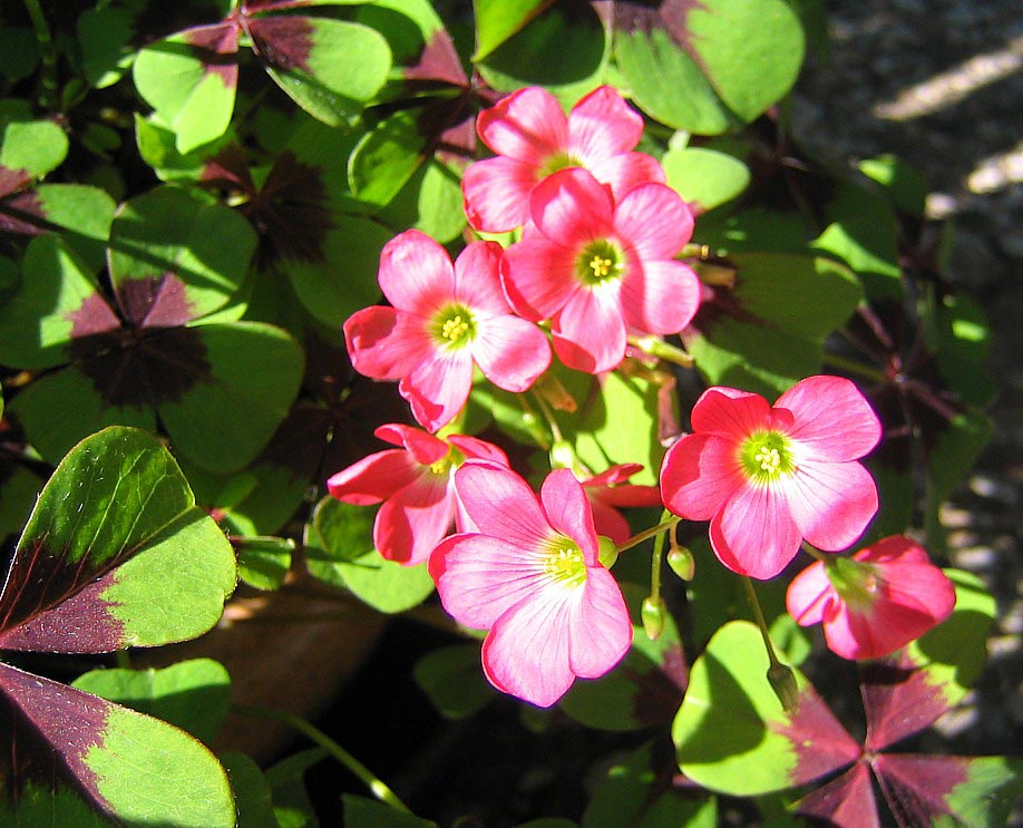 Grüner Klee (1) (Rote Blüten) Foto & Bild pflanzen, pilze & flechten