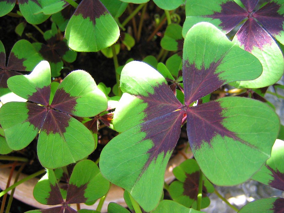 Grüner Klee (Rot blühend)