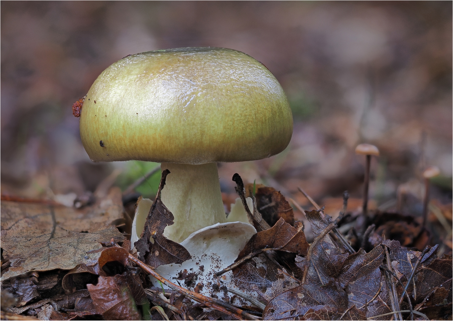 Grüner Knollenblätterpilz