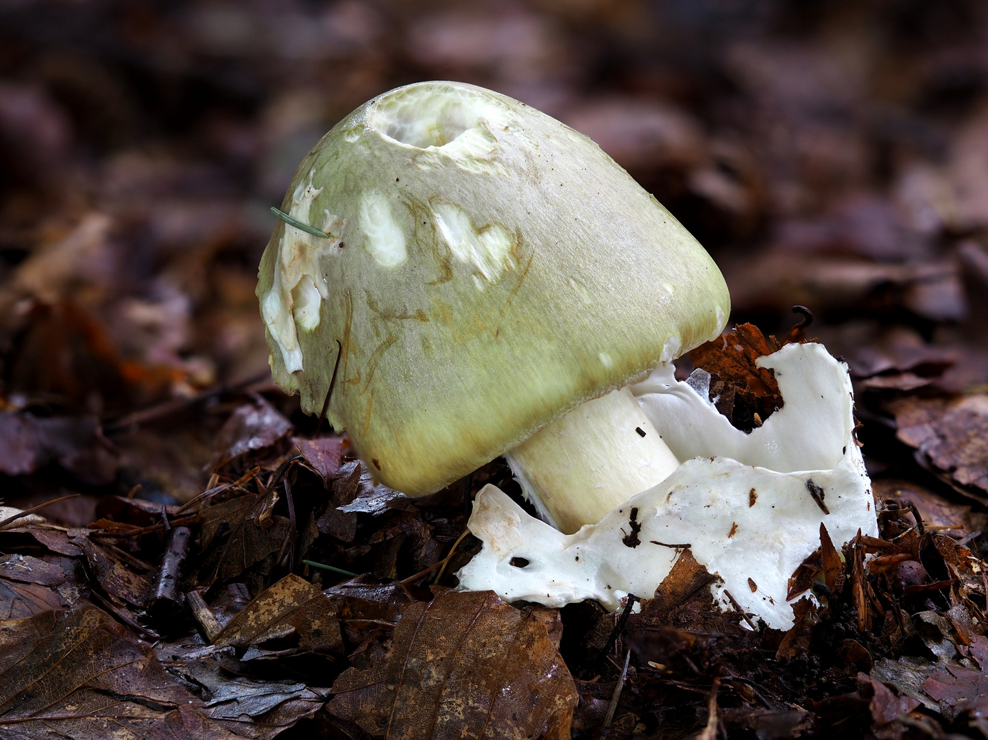 Grüner Knollenblätterpilz,  Amanita phalloides 