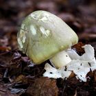 Grüner Knollenblätterpilz,  Amanita phalloides 