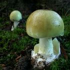 Grüner Knollenblätterpilz (Amanita phalloides)