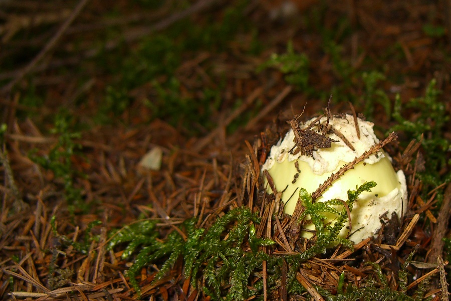 Grüner Knollenblätterpilz (Amanita phalloides)