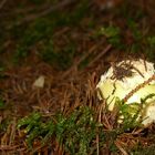 Grüner Knollenblätterpilz (Amanita phalloides)