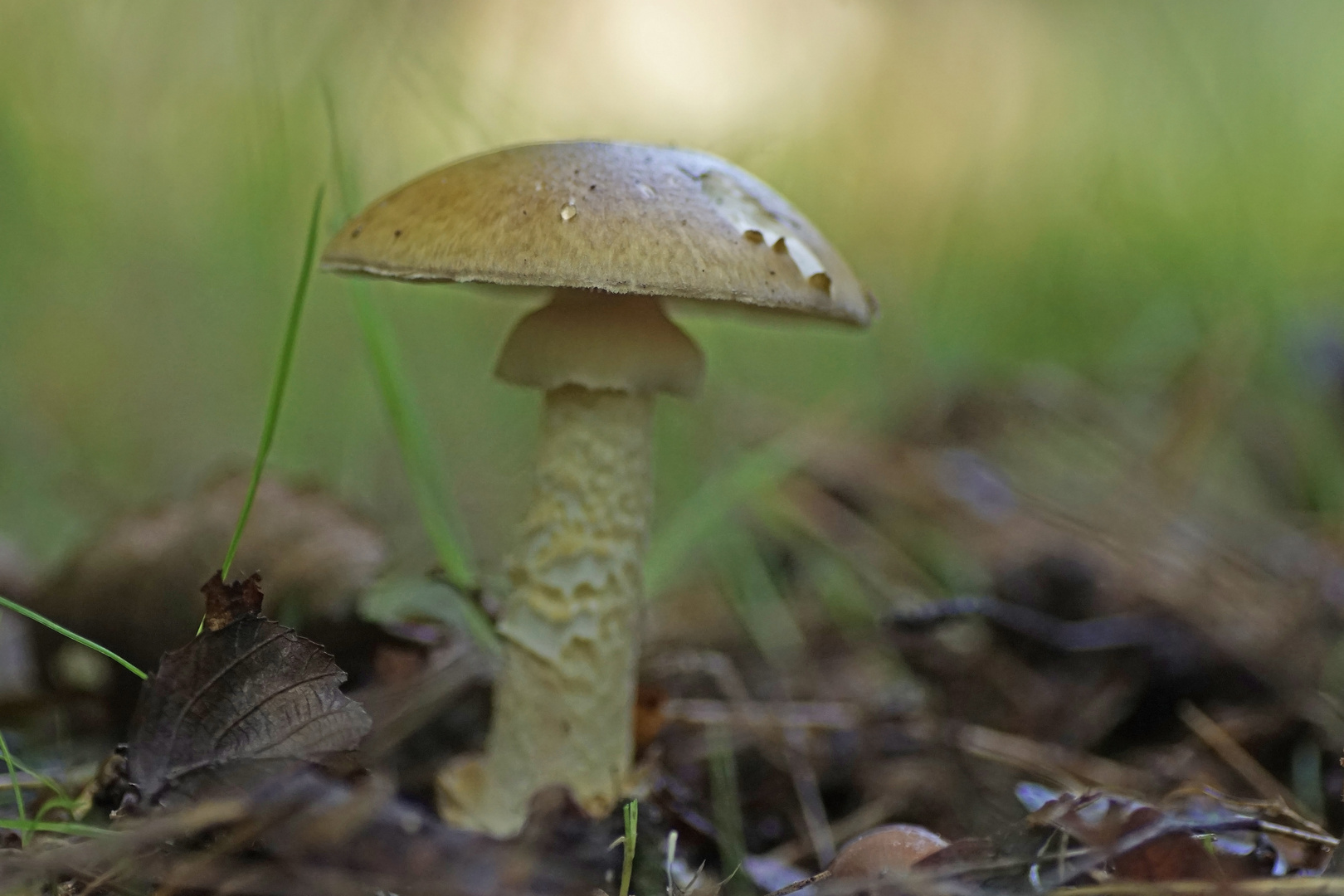 Grüner Knollenblätterpilz (Amanita phalloides)