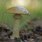 Grüner Knollenblätterpilz (Amanita phalloides)