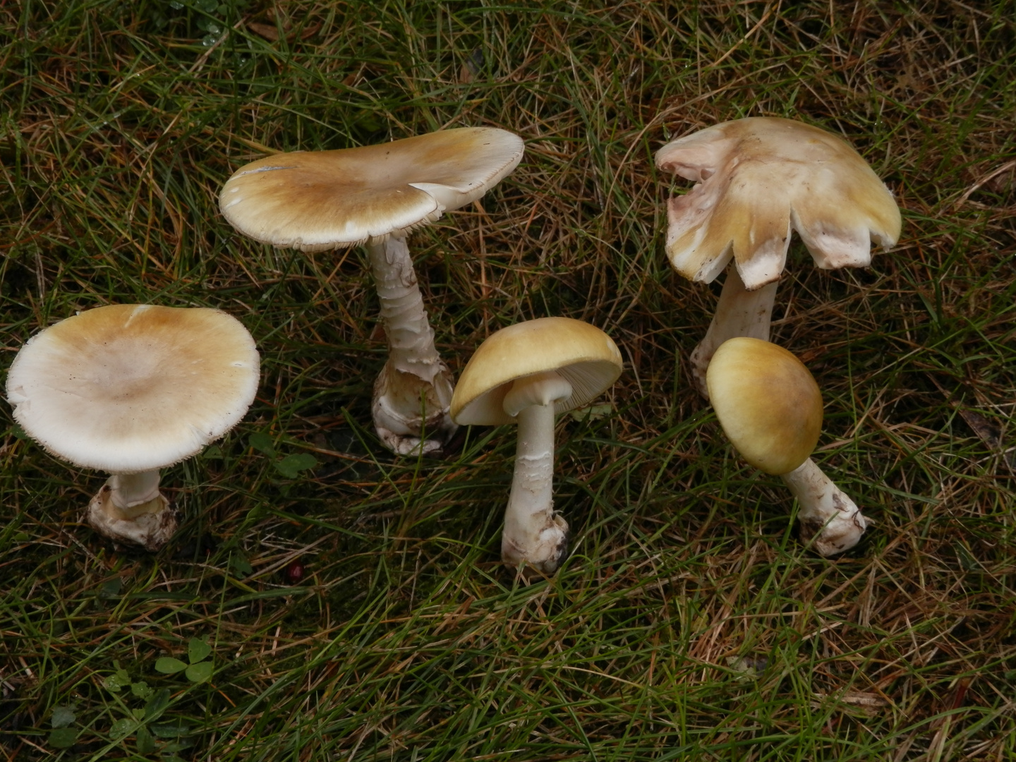  Grüner Knollenblätterpilz oder Grüner Gift-Wulstling (Amanita phalloides)