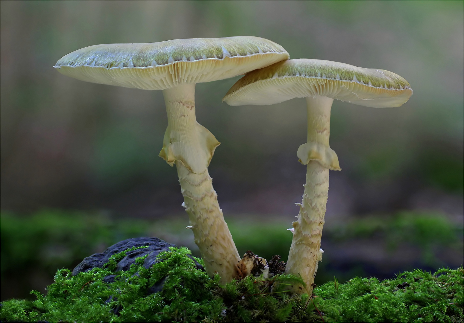 Grüner Knollenblätterpilz oder Grüner Gift-Wulstling (Amanita phalloides)