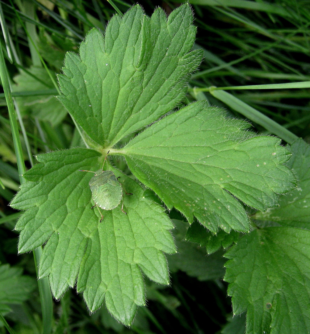 Grüner Knopf im Grün