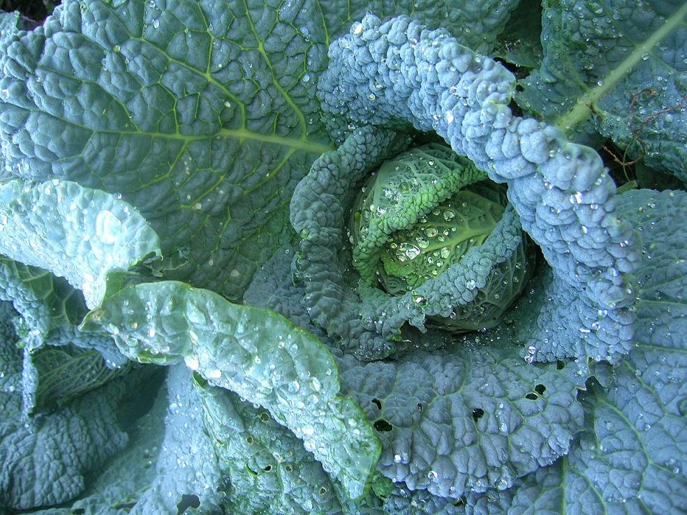 Grüner Kohl nach dem Regen