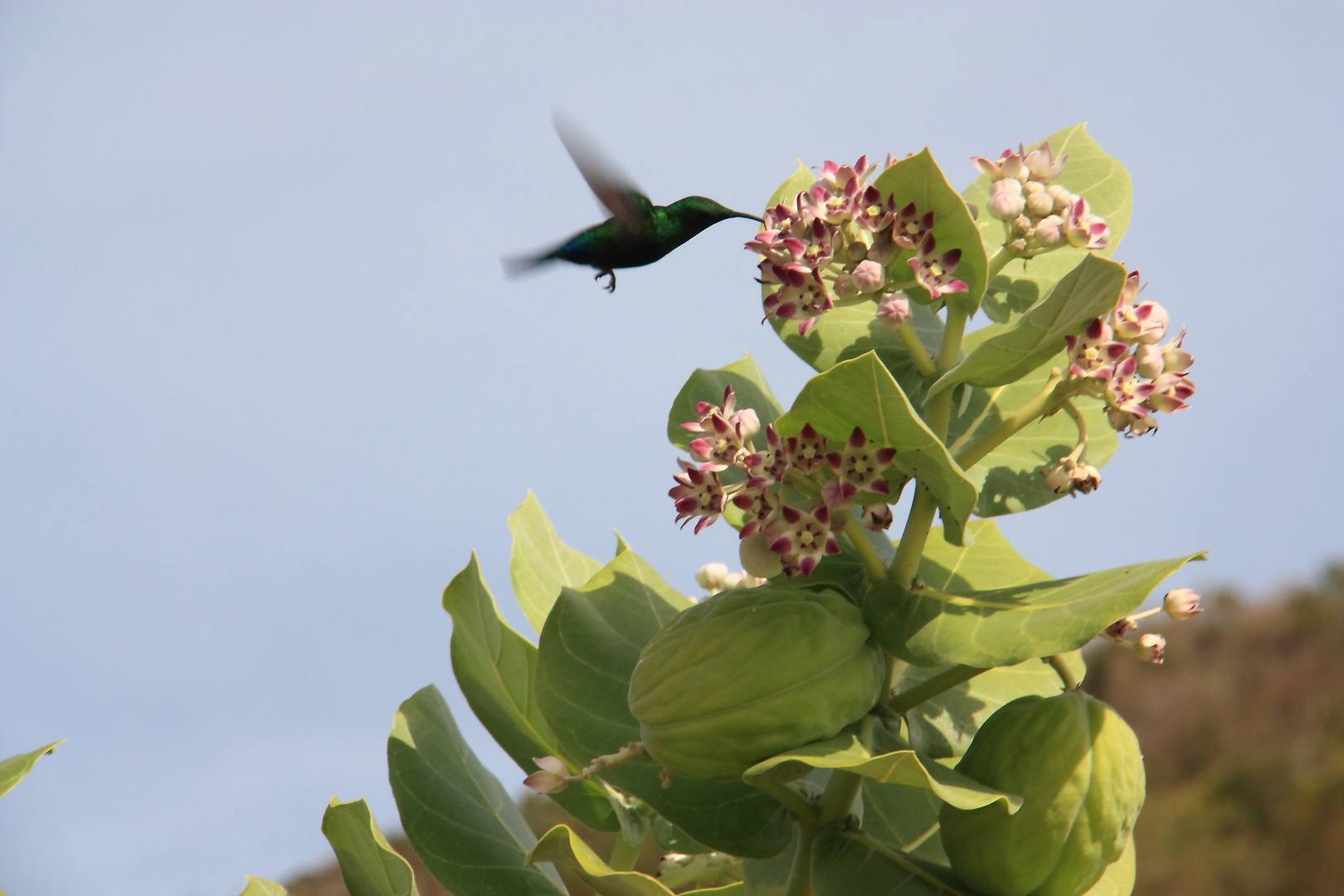 Grüner Kolibri