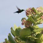 Grüner Kolibri