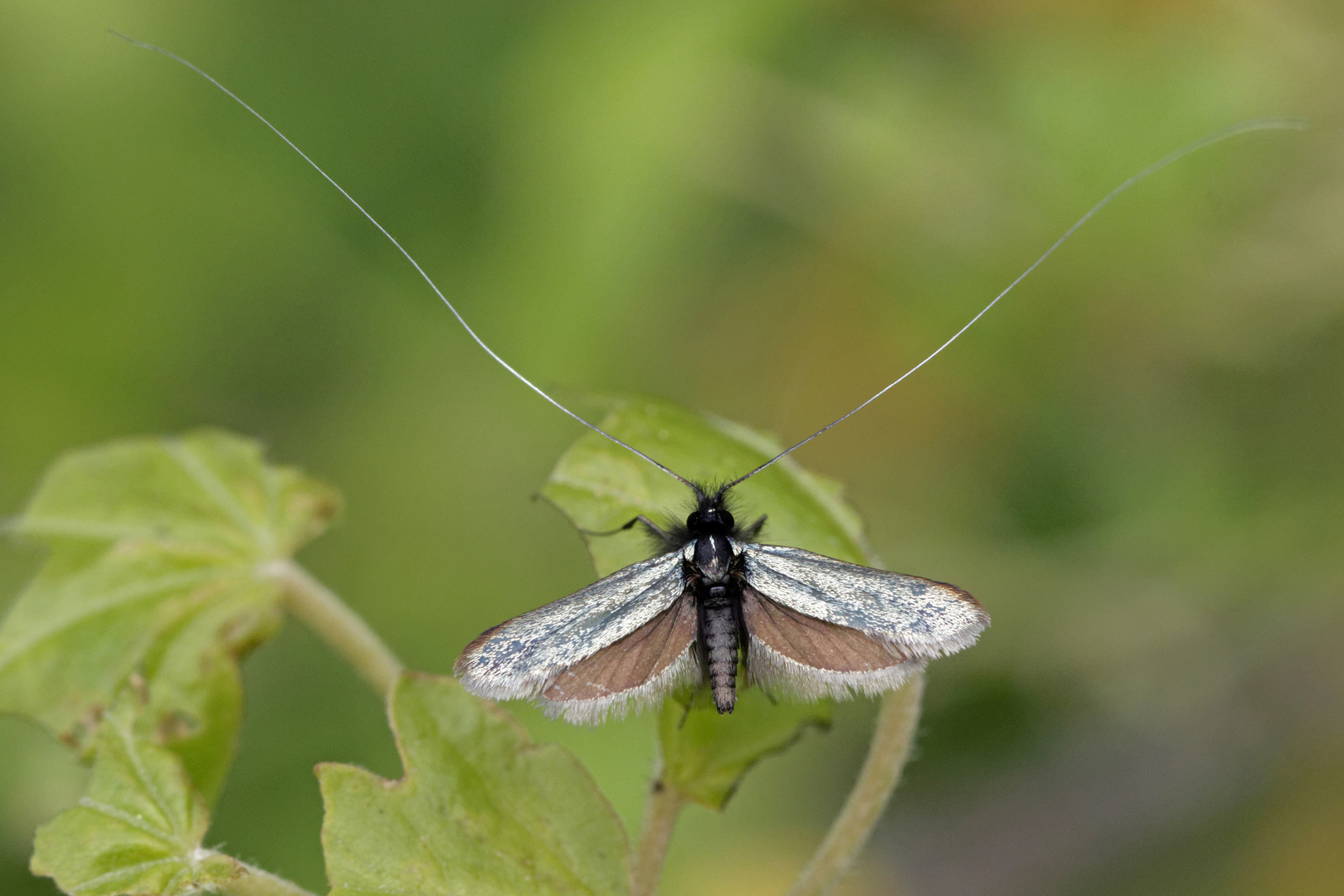 Grüner Langfühler (Adela reaumurella)