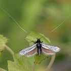 Grüner Langfühler (Adela reaumurella)