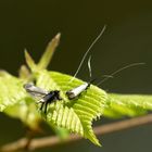 Grüner Langfühler - Adela reaumurella