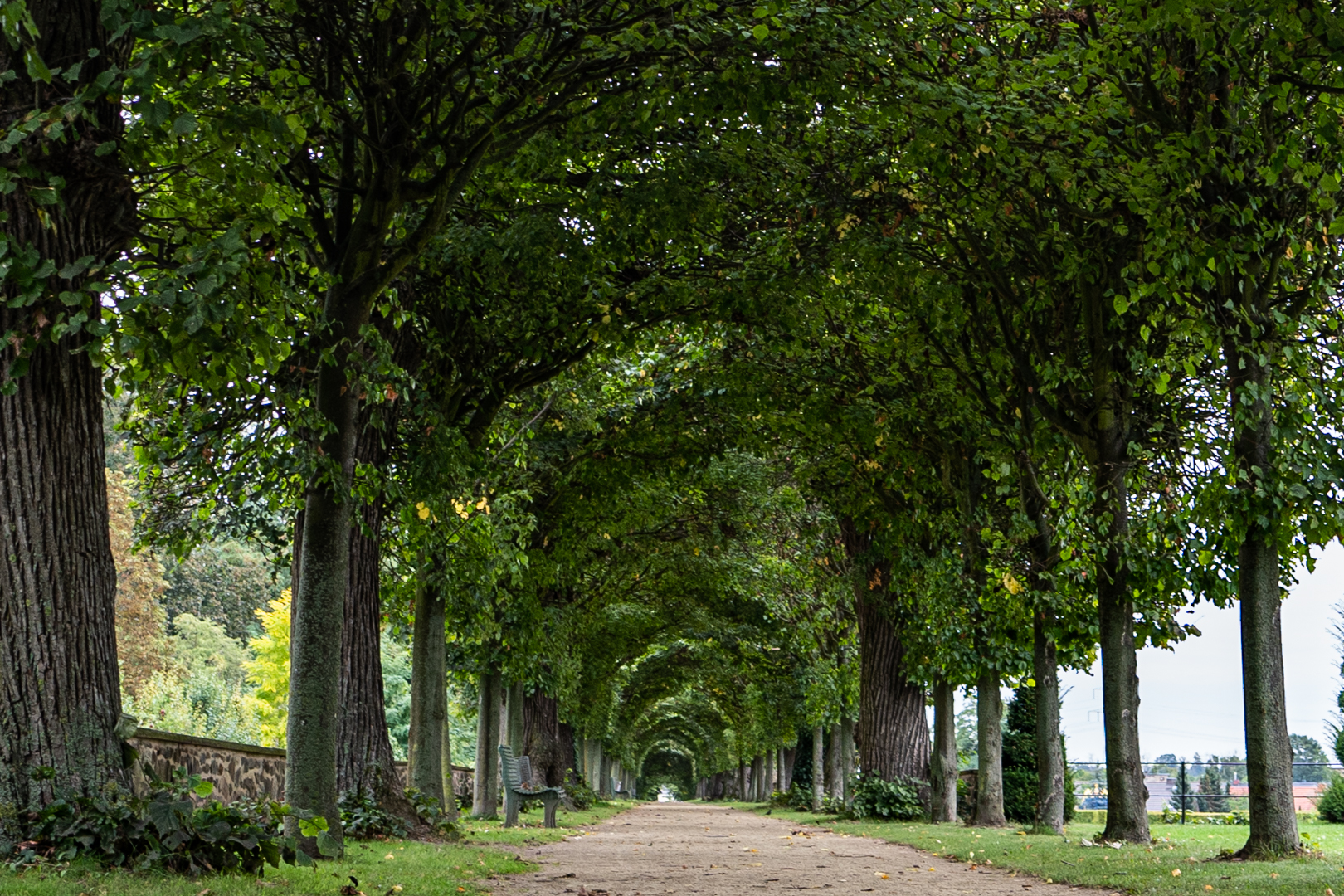 Grüner Laubengang Foto & Bild bäume, natur, herbst Bilder auf
