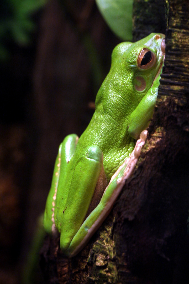 Grüner Laubfrosch