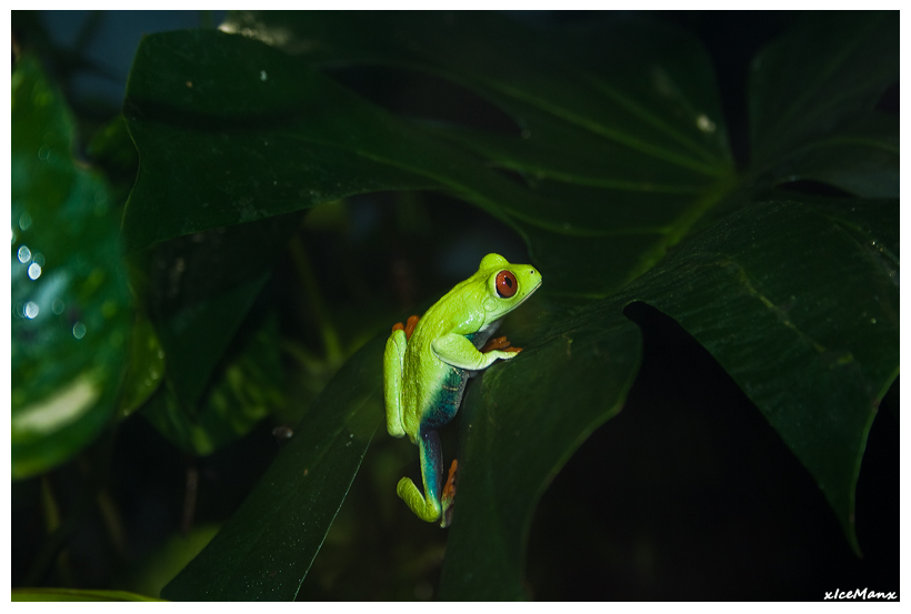 Grüner Laubfrosch