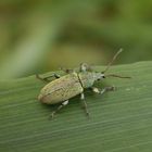 Grüner Laubrüssler (Phyllobius maculicornis)