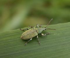 Grüner Laubrüssler (Phyllobius maculicornis)