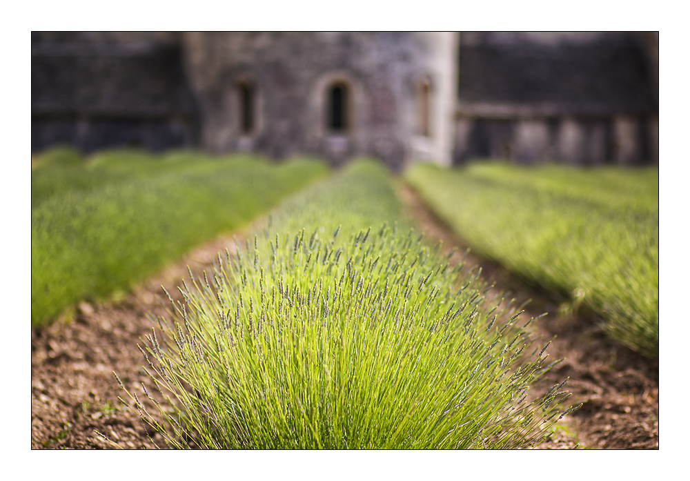 Grüner Lavendel