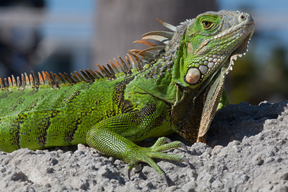 Grüner Leguan