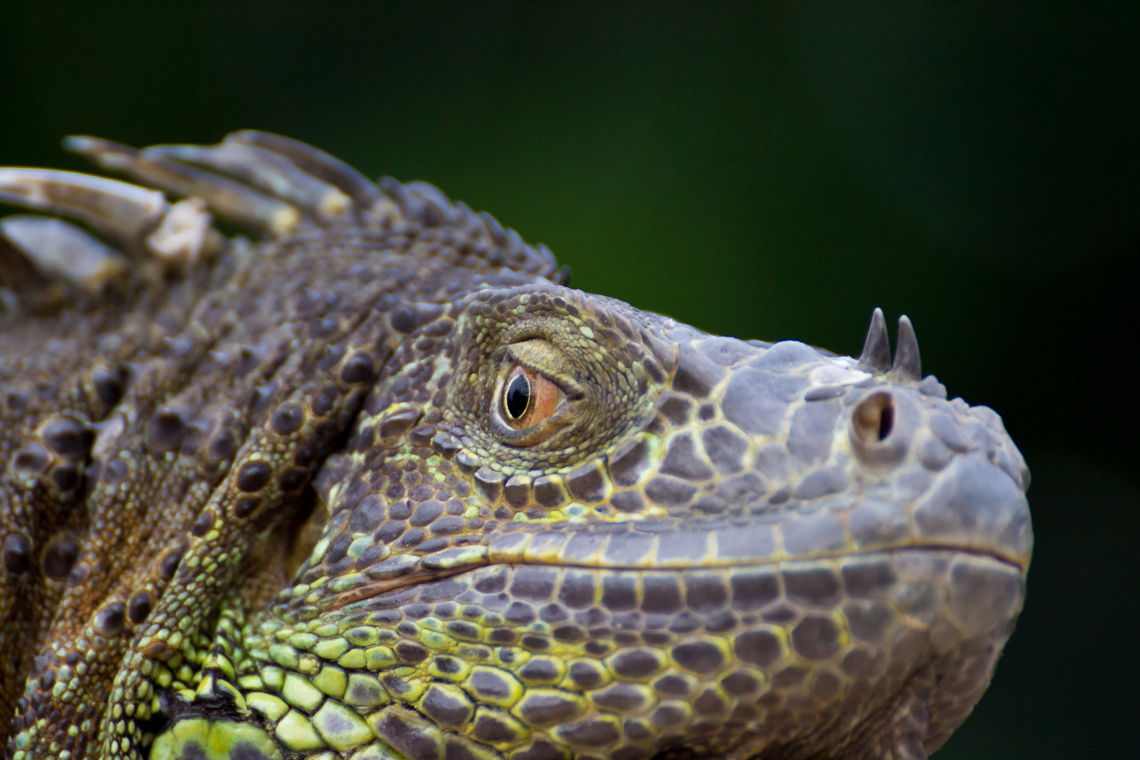 Grüner Leguan