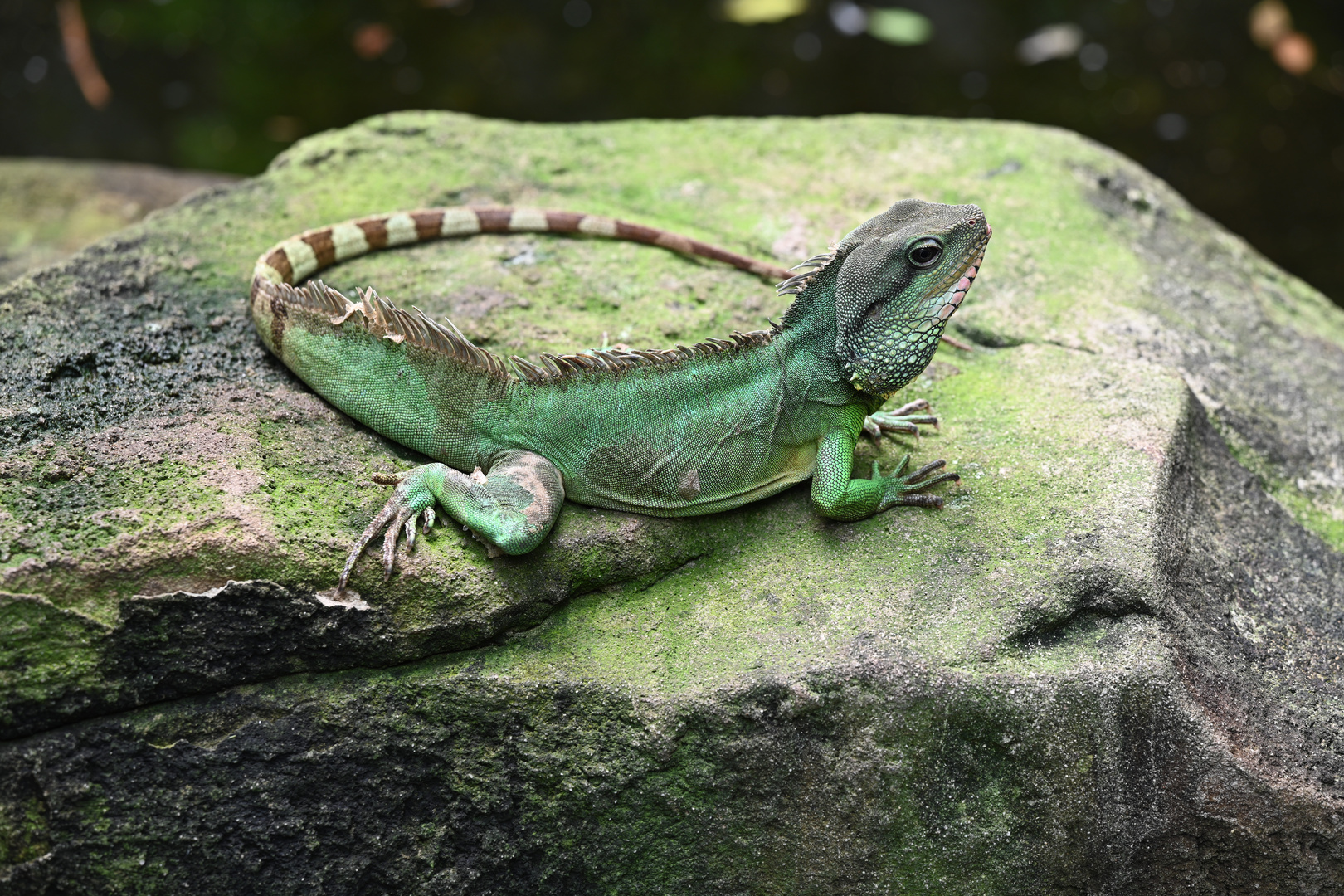 Grüner Leguan