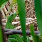 Grüner Leguan