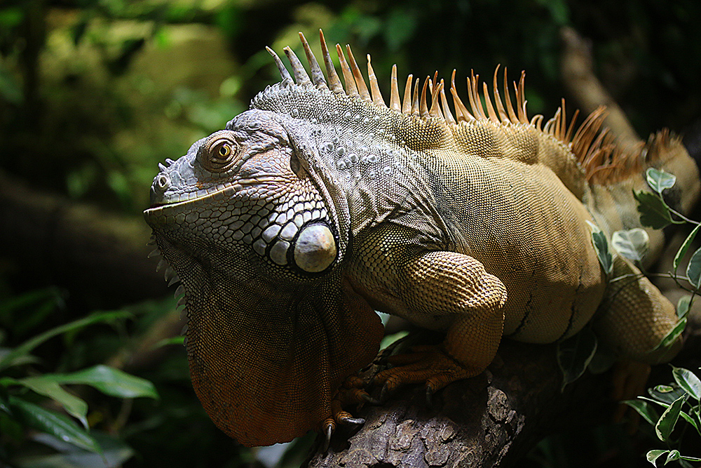 Grüner  Leguan