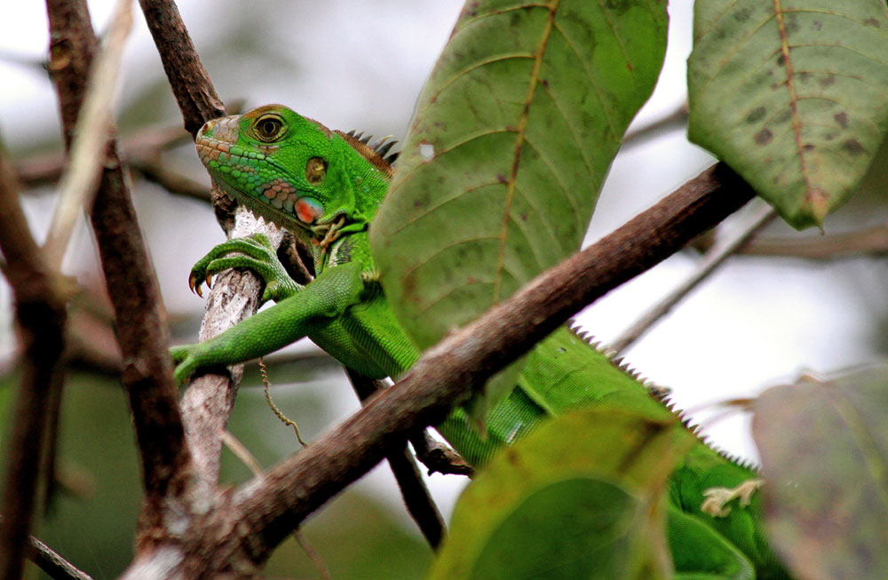 Grüner Leguan