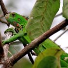 Grüner Leguan