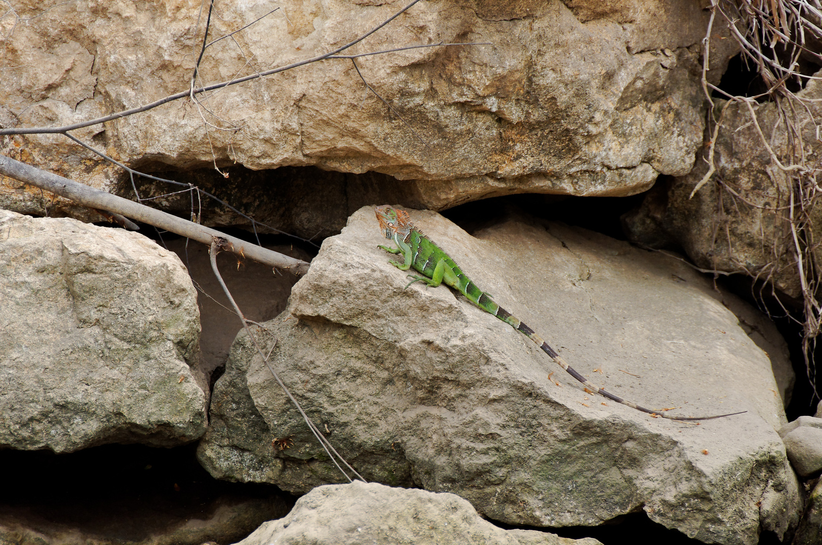 grüner Leguan