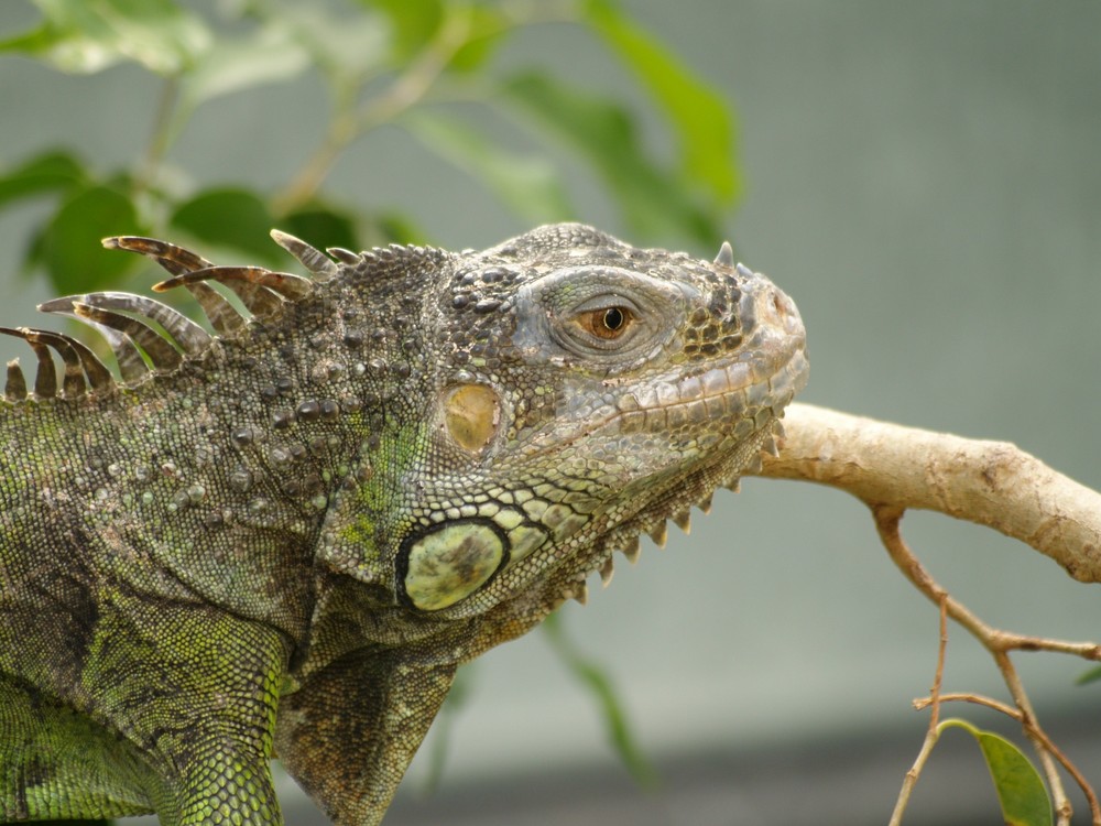 grüner Leguan.....