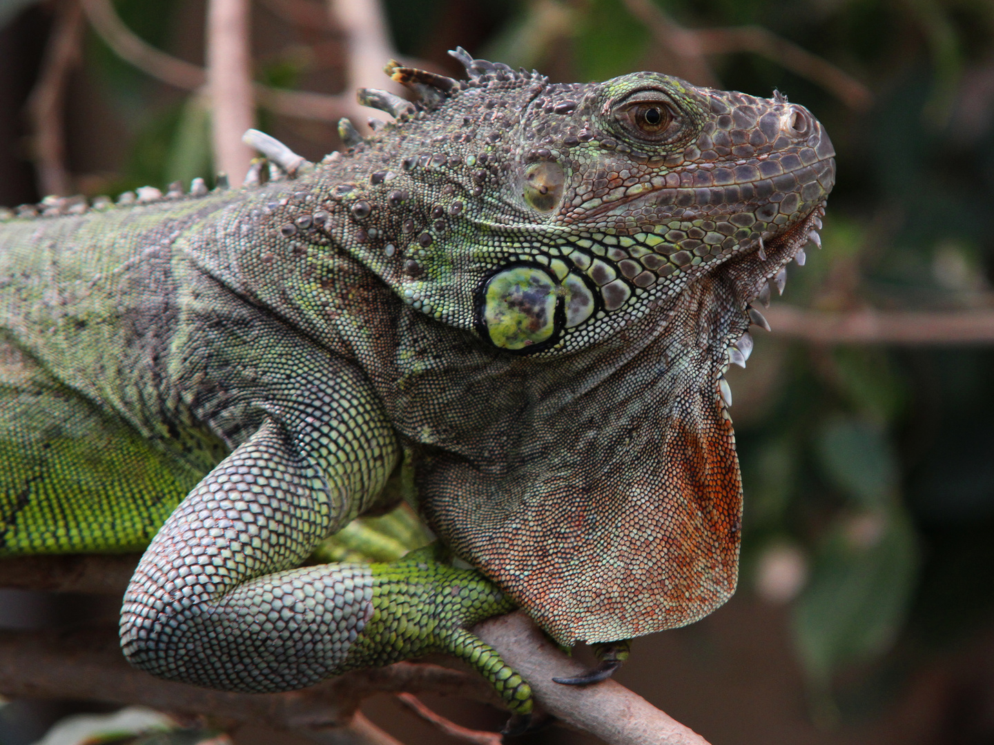 grüner Leguan 2