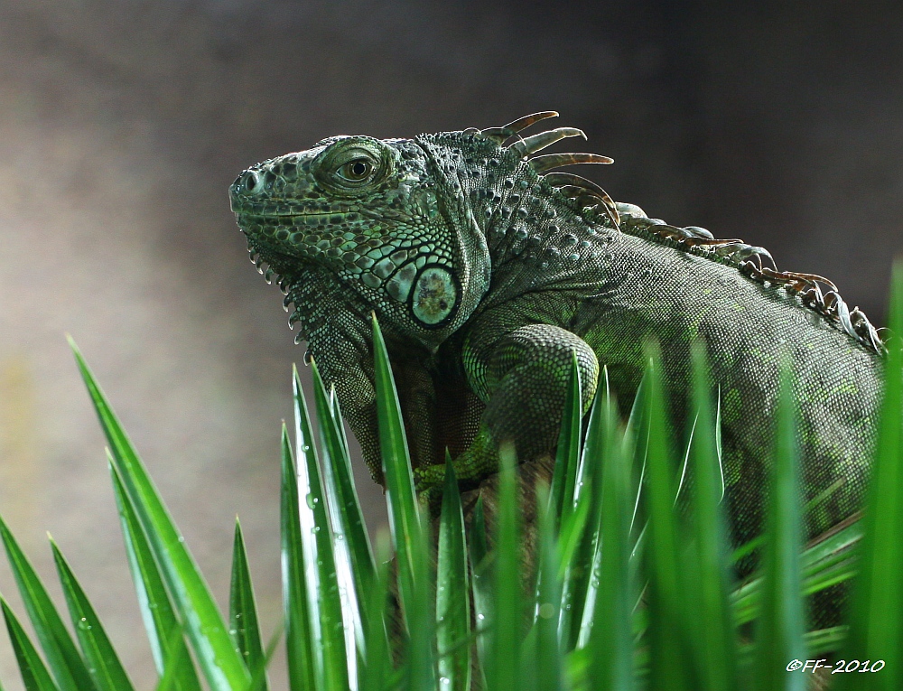 ... Grüner Leguan (2) ...