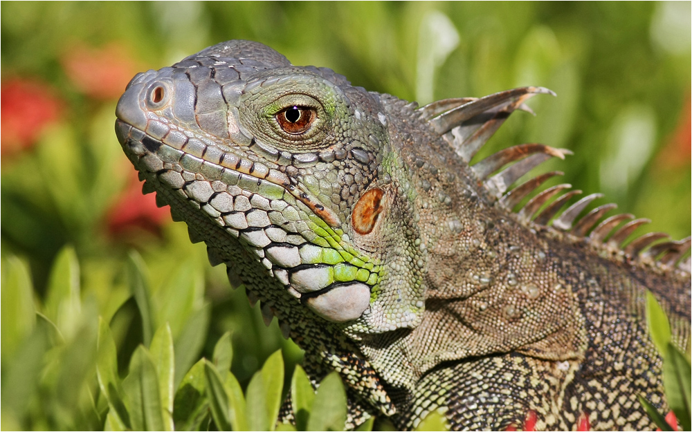 Grüner Leguan (2)