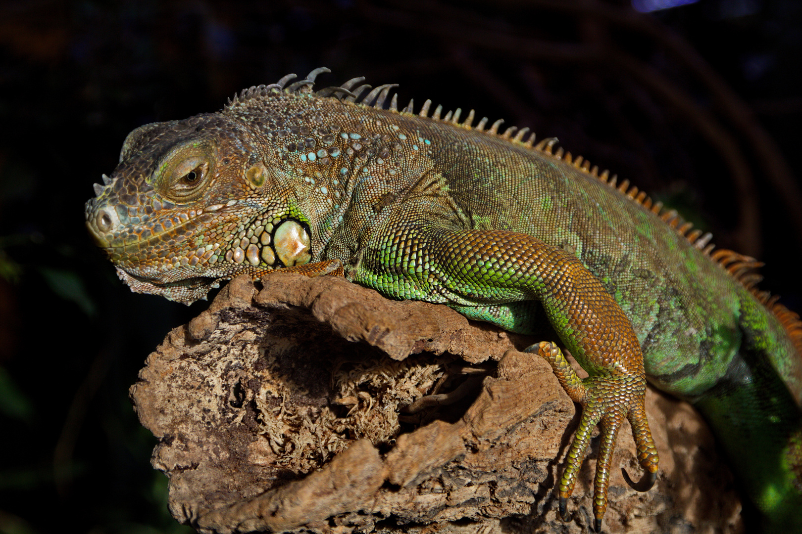  Grüner Leguan.