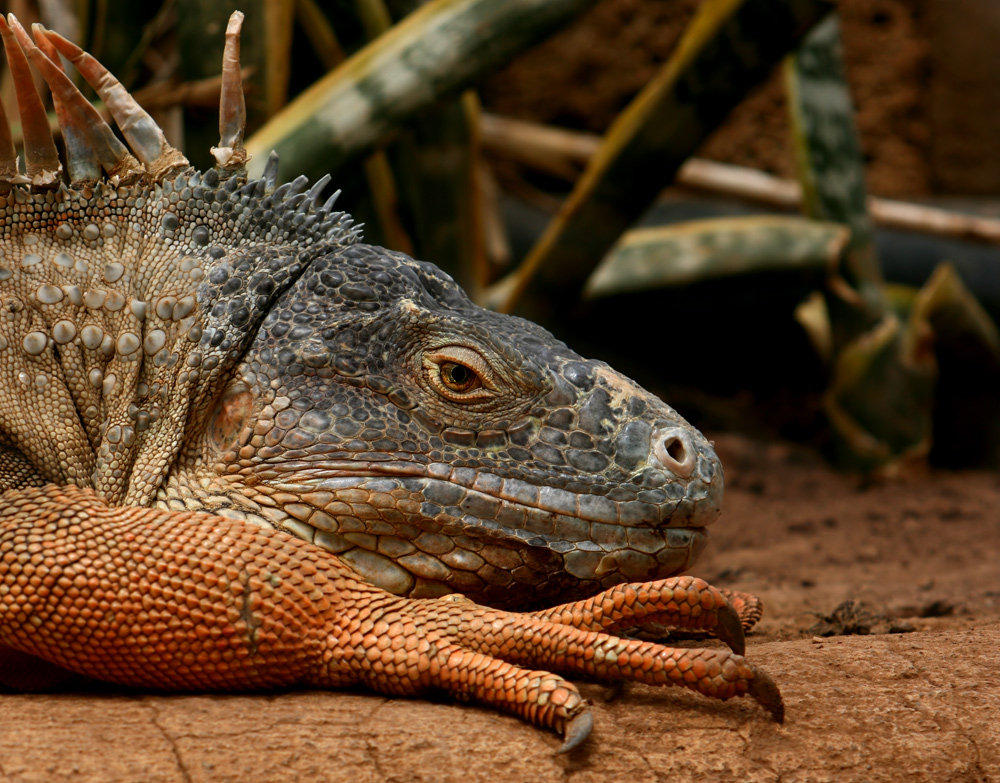 gruener leguan