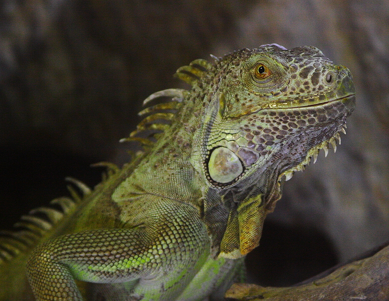 grüner Leguan