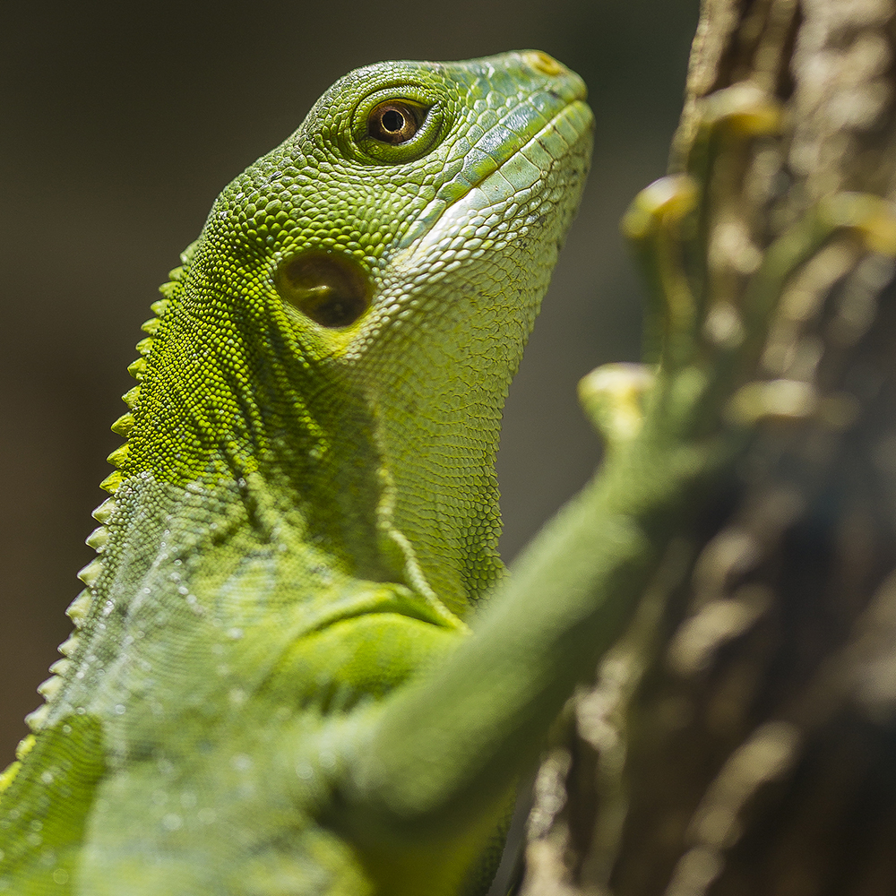 Grüner Leguan