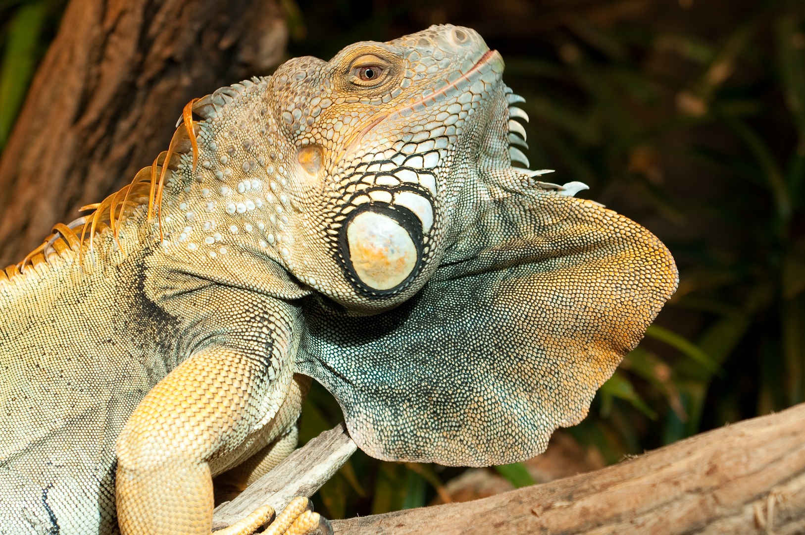 Grüner Leguan