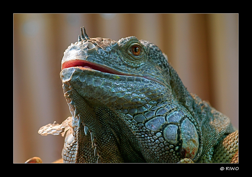 Grüner Leguan.......