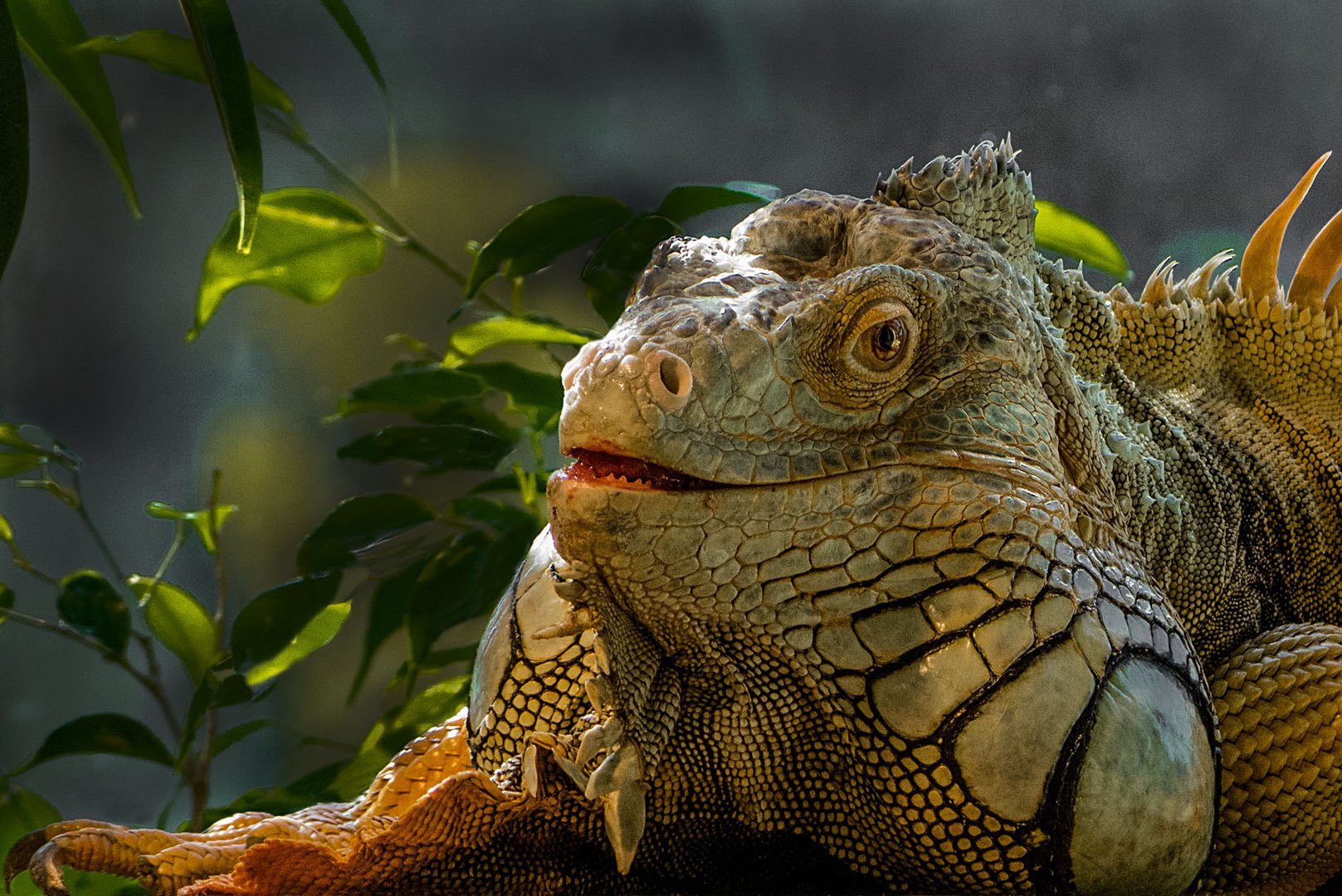 Grüner Leguan