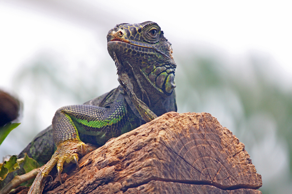 Grüner Leguan