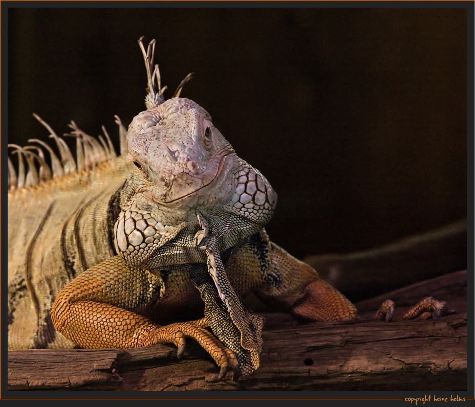 Grüner Leguan