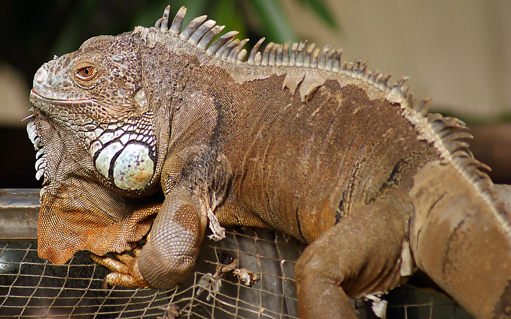 Grüner Leguan 3