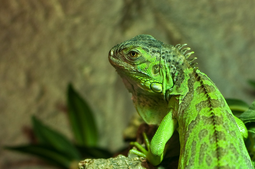 Grüner Leguan